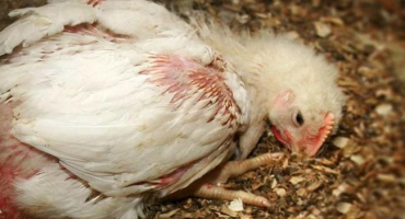 Co je kokcidióza u drůbeže a jak ji léčit?